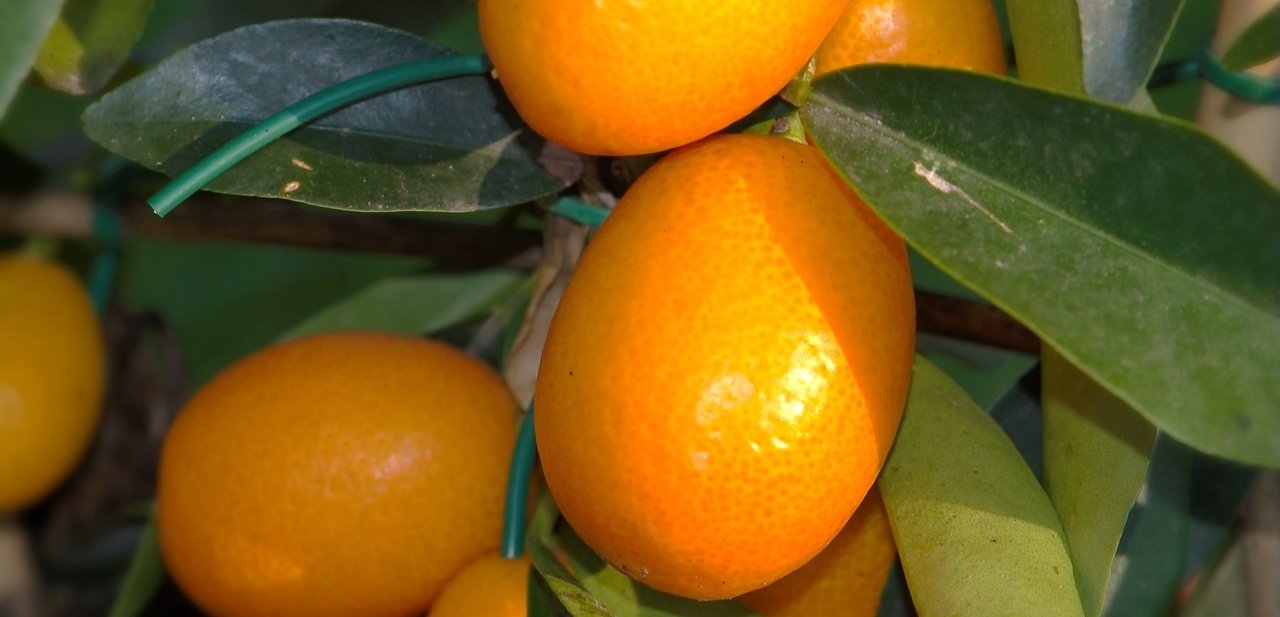 Kumquat cítrico